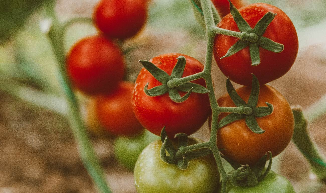 Tomates en nacimiento