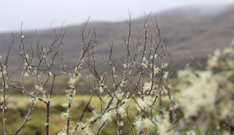 Paisaje de Suamapaz. Ramas sin flores u hojas pero con nacimientos de musgo.