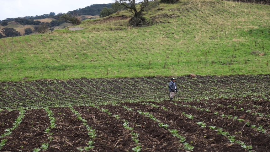 Campesino