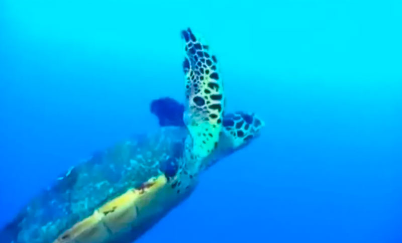 Documental Ocean World