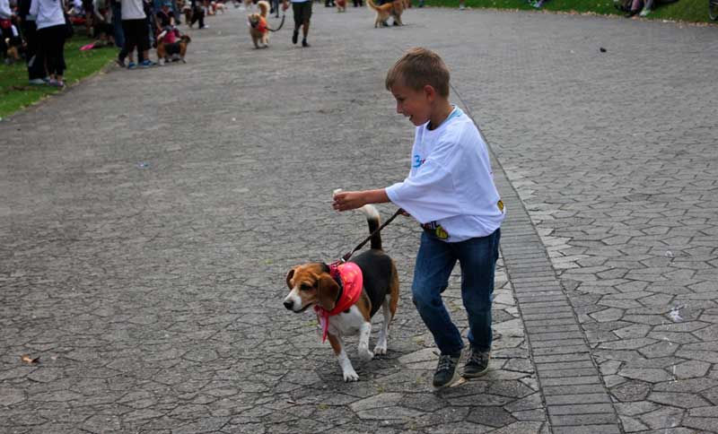 Niño junto a un perro