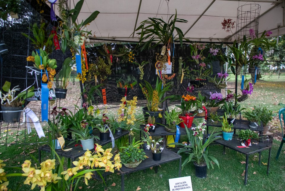 exhibición de orquideas