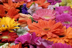 exposicion eje ambiental