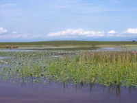 Los humedales bogotanos