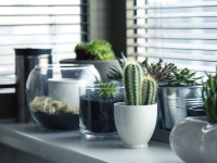 Plantas en macetas (Foto: Pixabay).