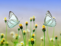 Mariposas. Foto: Pixabay.