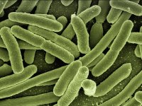 Bacteria E. Coli