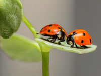 insectos