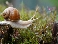 Un caracol sobre un tronco