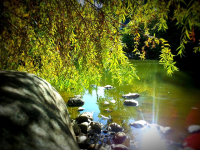 Río. Foto: Pixabay.