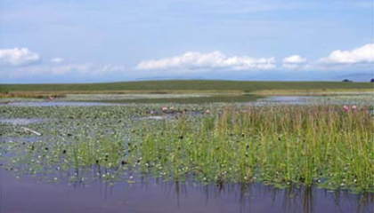 Los humedales bogotanos