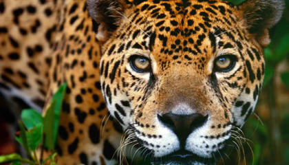 Animales en vía de extinción
