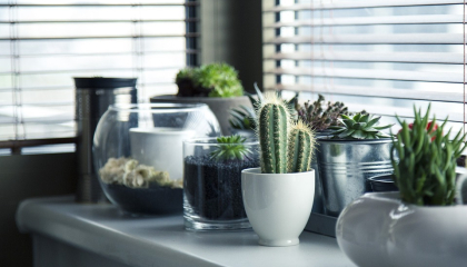Plantas en macetas (Foto: Pixabay).