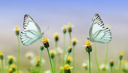 Mariposas. Foto: Pixabay.