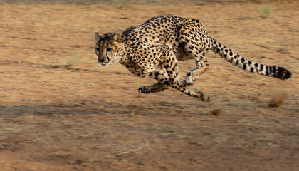 Leopardo. Foto: Pixabay.