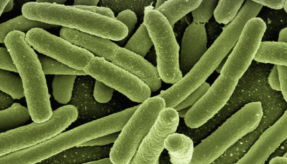 Bacteria E. Coli