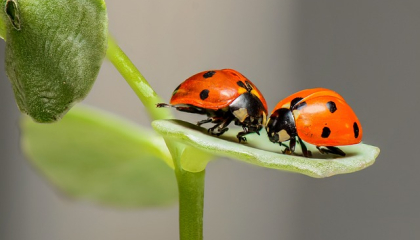 insectos