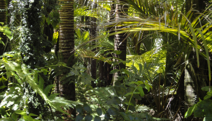 Selva amazónica