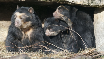 Especies de osos