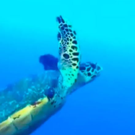 Documental Ocean World