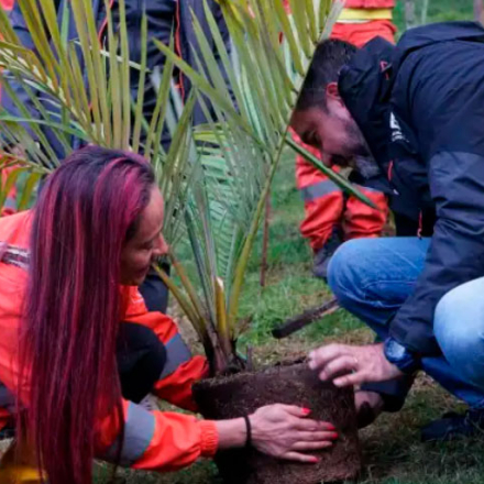 jornada de siembra de arboles