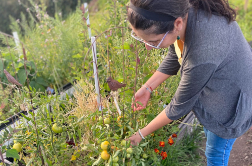 Taller de arqueobotánica en Maloka