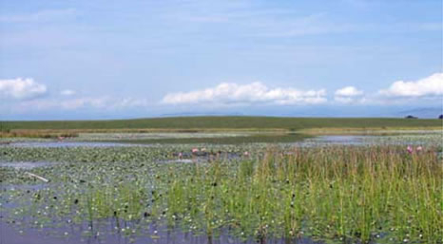 Los humedales bogotanos