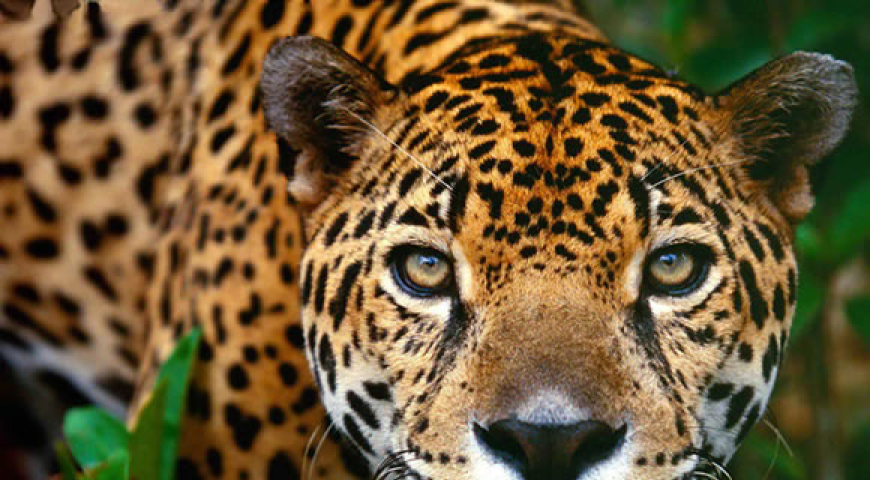 Animales en vía de extinción