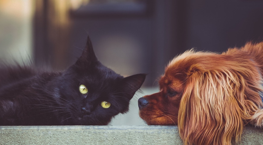 Un gato negro y un perro café
