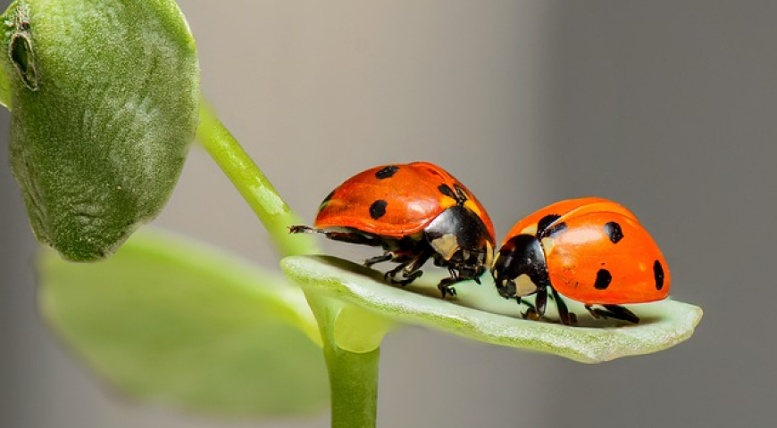 insectos