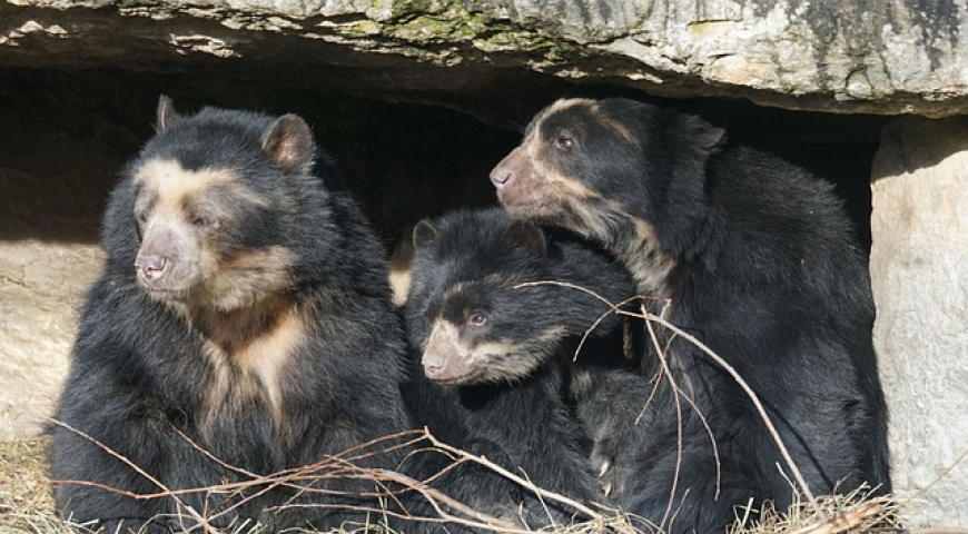 Especies de osos