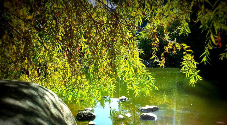 Río. Foto: Pixabay.